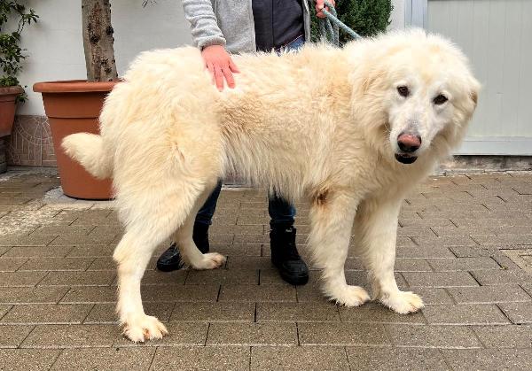 RAMBO SPLENDIDO MAREMMANO Foto 5